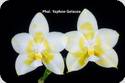 Phal. Yaphon Gelacea